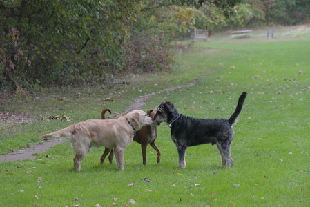 20250923_Imby and Dog Park__DSC0038_.jpg