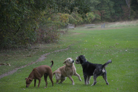 20250923_Imby and Dog Park__DSC0046_.jpg