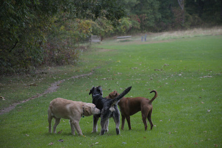 20250923_Imby and Dog Park__DSC0050_.jpg