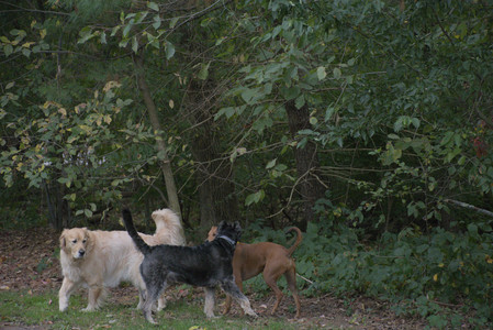 20250923_Imby and Dog Park__DSC0068_.jpg