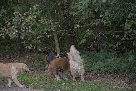 20250923_Imby and Dog Park__DSC0071_.jpg