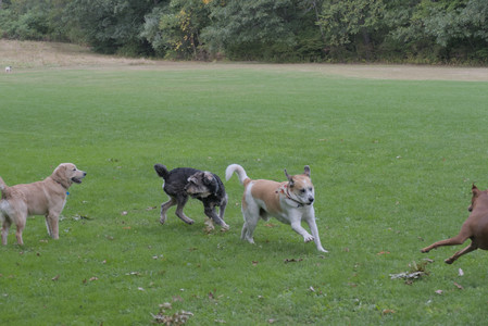 20250923_Imby and Dog Park__DSC0076_.jpg