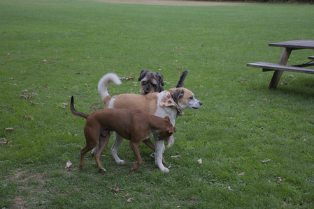 20250923_Imby and Dog Park__DSC0078_.jpg