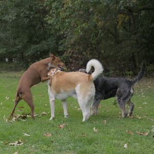 20250923_Imby and Dog Park__DSC0081_.jpg