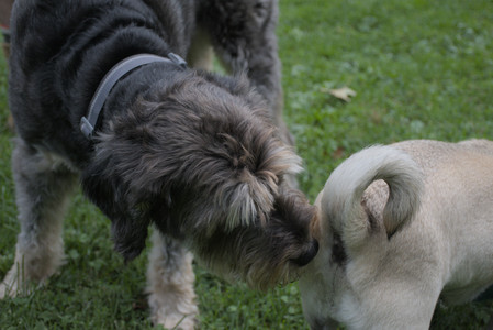 20250923_Imby and Dog Park__DSC0097_.jpg