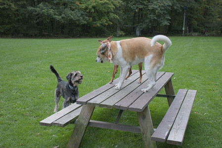 20250923_Imby and Dog Park__DSC0101_.jpg