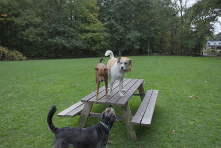 20250923_Imby and Dog Park__DSC0102_.jpg