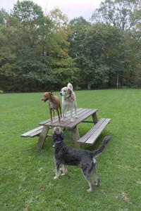 20250923_Imby and Dog Park__DSC0103_.jpg