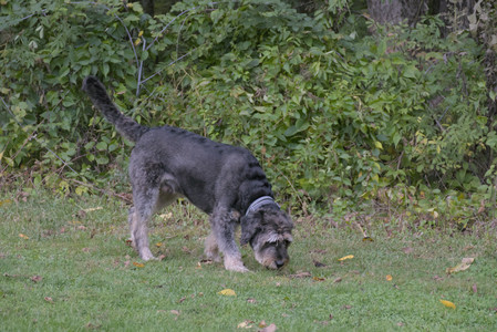 20250923_Imby and Dog Park__DSC0119_.jpg