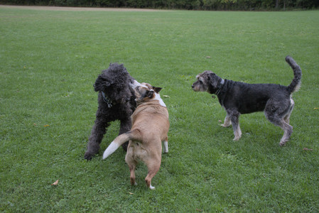 20250923_Imby and Dog Park__DSC0126_.jpg