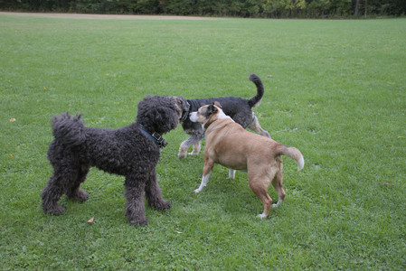 20250923_Imby and Dog Park__DSC0127_.jpg