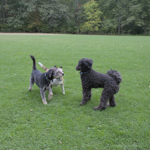 20250923_Imby and Dog Park__DSC0129_.jpg