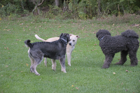 20250923_Imby and Dog Park__DSC0130_.jpg