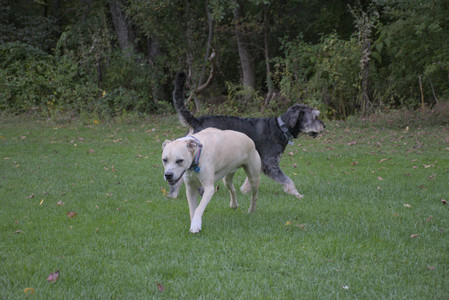20250923_Imby and Dog Park__DSC0132_.jpg