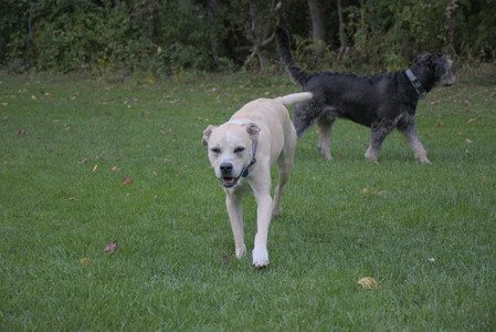 20250923_Imby and Dog Park__DSC0133_.jpg