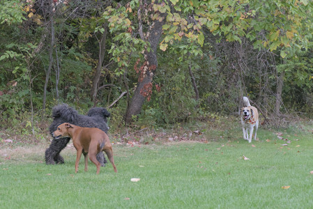20250923_Imby and Dog Park__DSC0143_.jpg