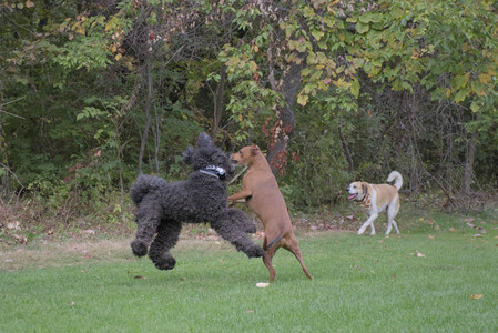 20250923_Imby and Dog Park__DSC0146_.jpg