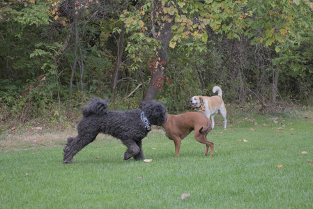 20250923_Imby and Dog Park__DSC0147_.jpg