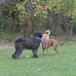 20250923_Imby and Dog Park__DSC0148_.jpg