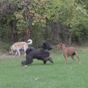 20250923_Imby and Dog Park__DSC0150_.jpg