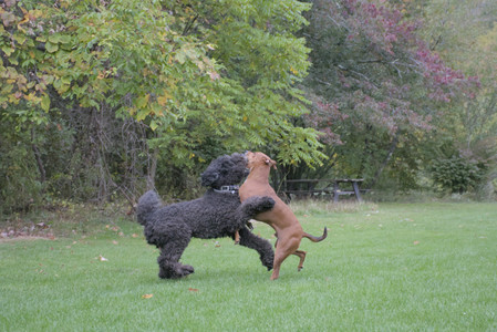 20250923_Imby and Dog Park__DSC0151_.jpg