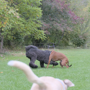 20250923_Imby and Dog Park__DSC0152_.jpg