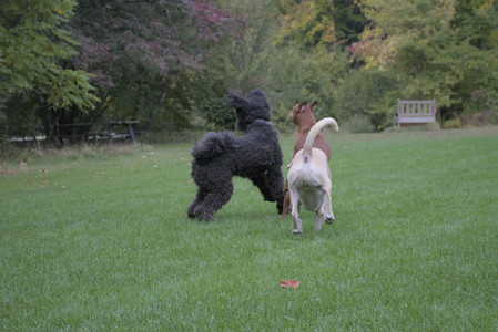 20250923_Imby and Dog Park__DSC0153_.jpg