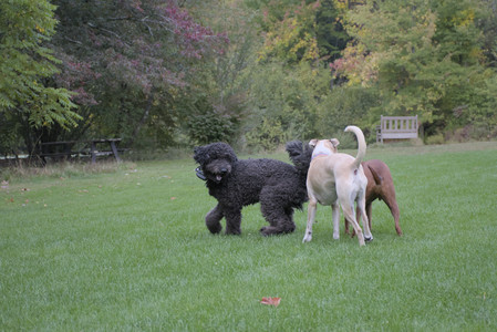 20250923_Imby and Dog Park__DSC0154_.jpg