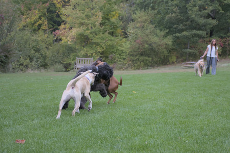 20250923_Imby and Dog Park__DSC0155_.jpg