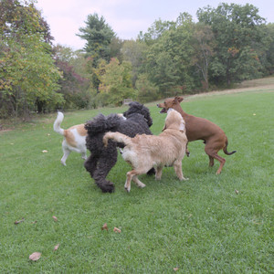 20250923_Imby and Dog Park__DSC0158_.jpg