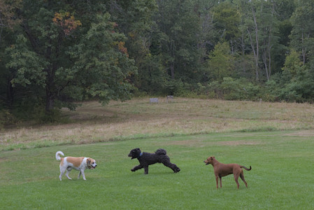 20250923_Imby and Dog Park__DSC0195_.jpg