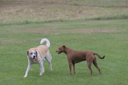 20250923_Imby and Dog Park__DSC0197_.jpg