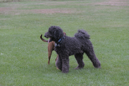 20250923_Imby and Dog Park__DSC0200_.jpg