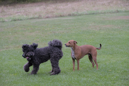 20250923_Imby and Dog Park__DSC0201_.jpg