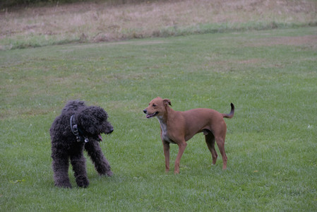 20250923_Imby and Dog Park__DSC0202_.jpg