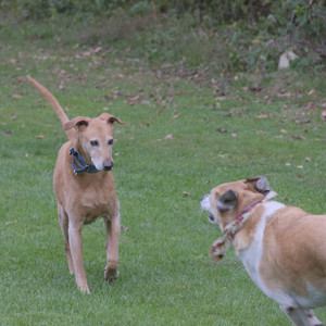 20250923_Imby and Dog Park__DSC0208_.jpg