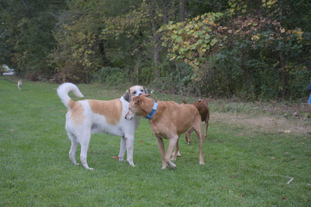 20250923_Imby and Dog Park__DSC0212_.jpg