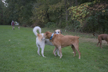20250923_Imby and Dog Park__DSC0213_.jpg