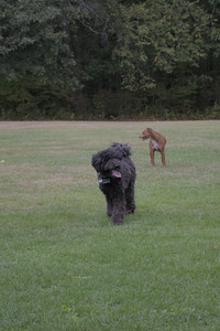 20250923_Imby and Dog Park__DSC0219_.jpg