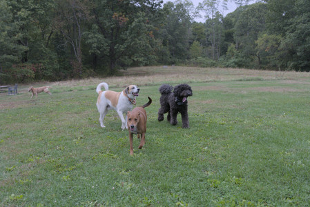 20250923_Imby and Dog Park__DSC0224_.jpg