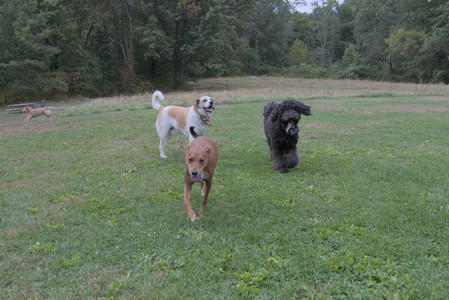 20250923_Imby and Dog Park__DSC0225_.jpg