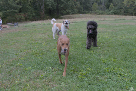 20250923_Imby and Dog Park__DSC0226_.jpg