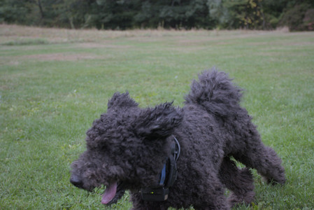 20250923_Imby and Dog Park__DSC0229_.jpg