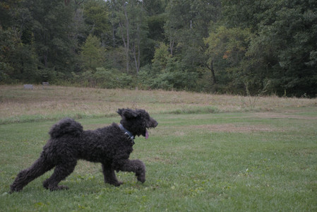 20250923_Imby and Dog Park__DSC0230_.jpg