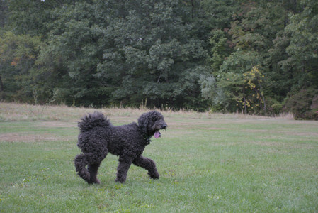 20250923_Imby and Dog Park__DSC0232_.jpg