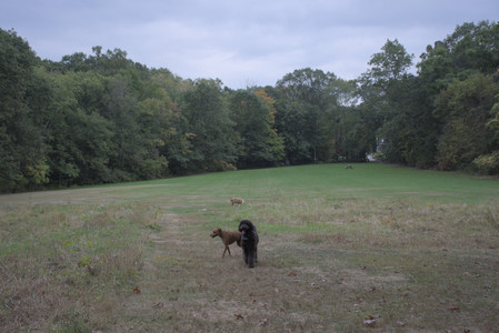 20250923_Imby and Dog Park__DSC0237_0.jpg