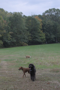 20250923_Imby and Dog Park__DSC0237_1.jpg