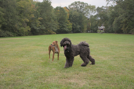 20250923_Imby and Dog Park__DSC0261_.jpg
