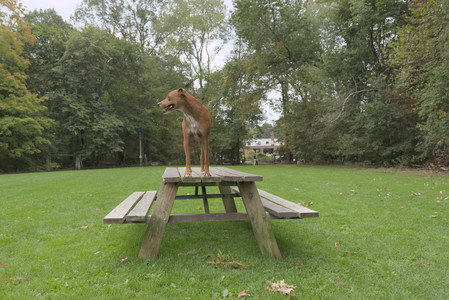 20250923_Imby and Dog Park__DSC0265_.jpg