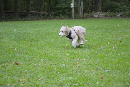 20250923_Imby and Dog Park__DSC0271_.jpg